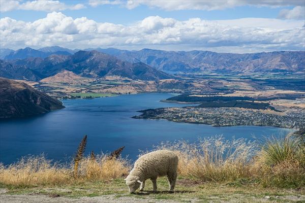 ニュージーランドで働く寝起きの羊のケース