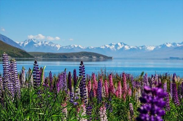 自然が魅力のニュージーランドの旅行プラン