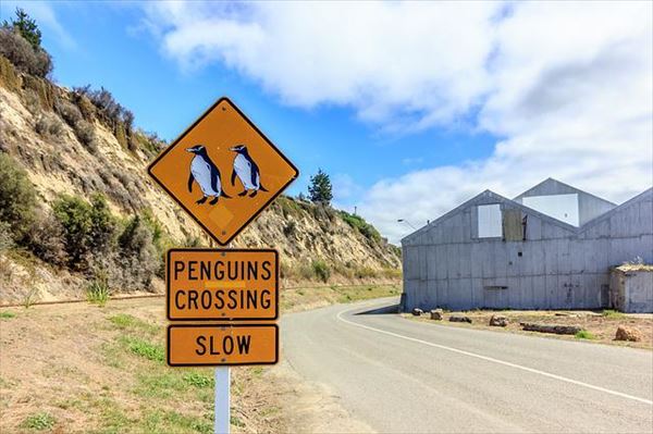 ニュージーランドの旅行プランにペンギンコロニーも
