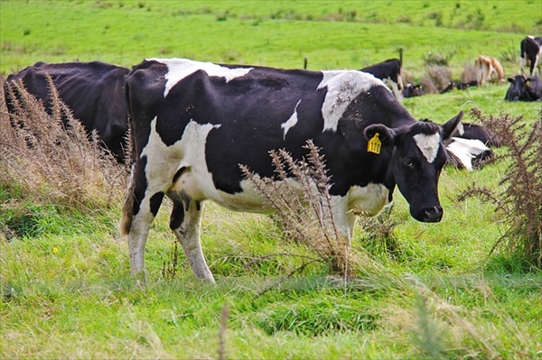ニュージーランドの農業や畜産業
