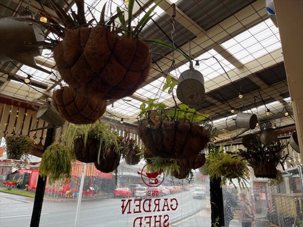 カフェの中はプラントだらけ